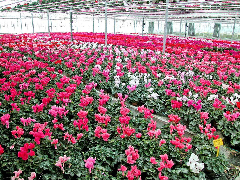  - Illustration L&rsquo;horticulture, sans chiffre d’affaires depuis 8 semaines