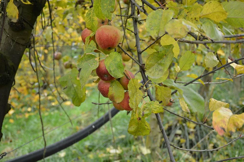  - Illustration Le cidre en mal de débouchés