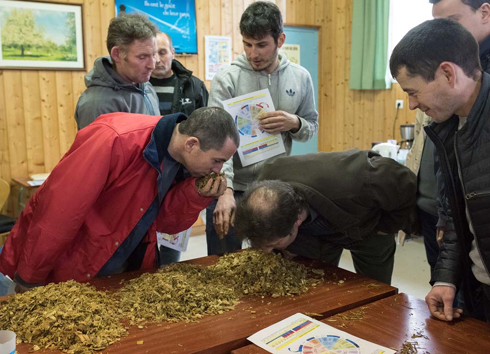  - Illustration Evaluer la conservation de l’ensilage à vue de nez