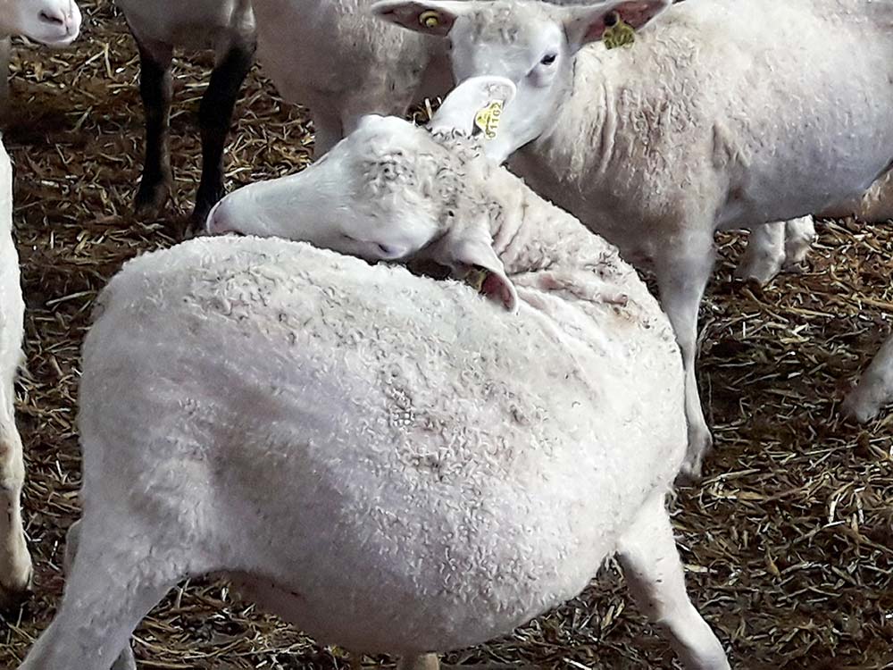 5509.hr - Illustration La gale ovine refait surface