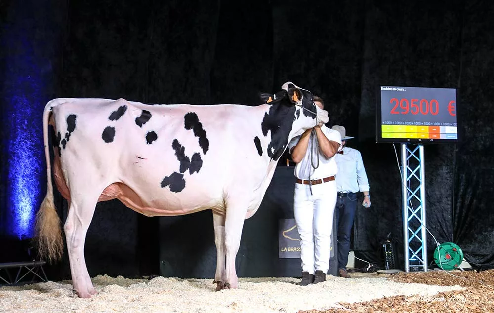 5698.hr - Illustration Affaire conclue pour la Brasserie Holstein