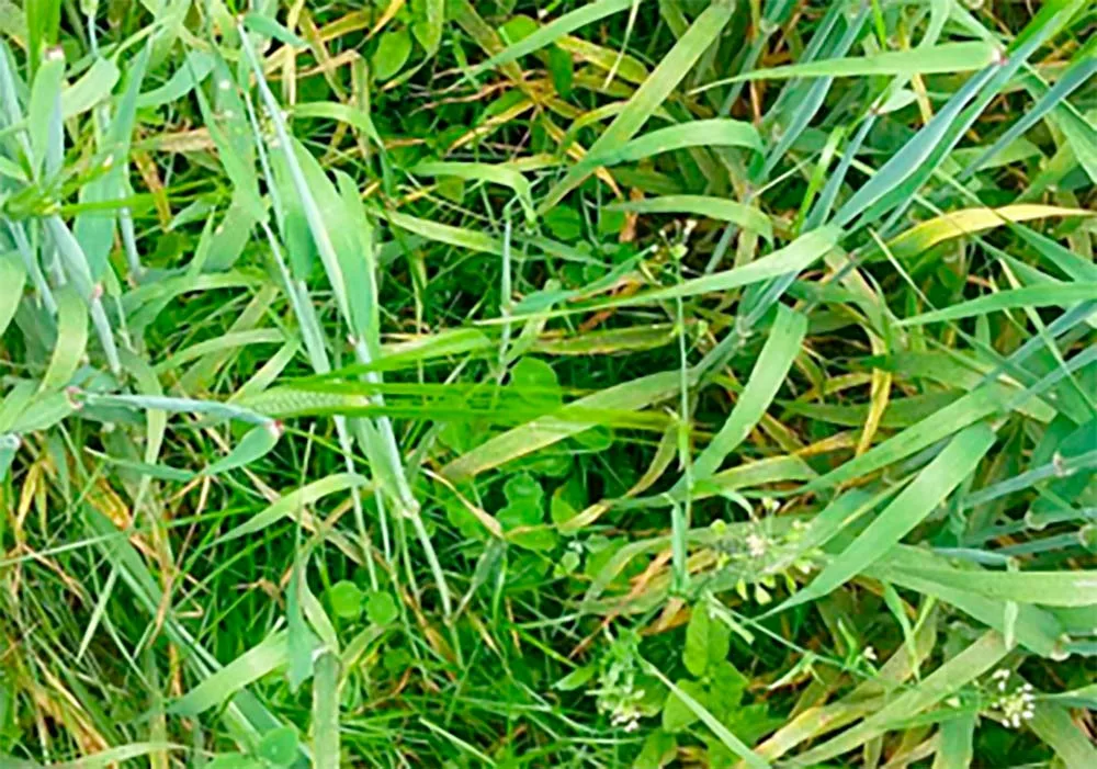 5766 - Illustration Prairie sous couvert de méteil