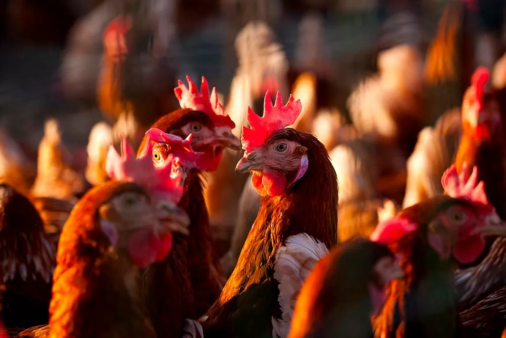 5768.hr - Illustration Aviculture : Les pépins de raisin améliorent la santé
