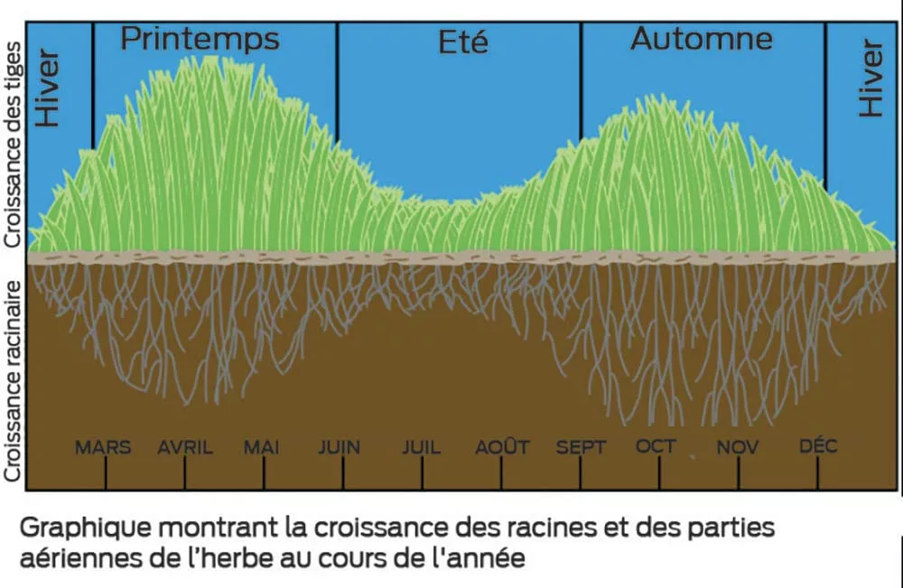 Graph - Illustration Bien enracinée, la prairie donne le meilleur