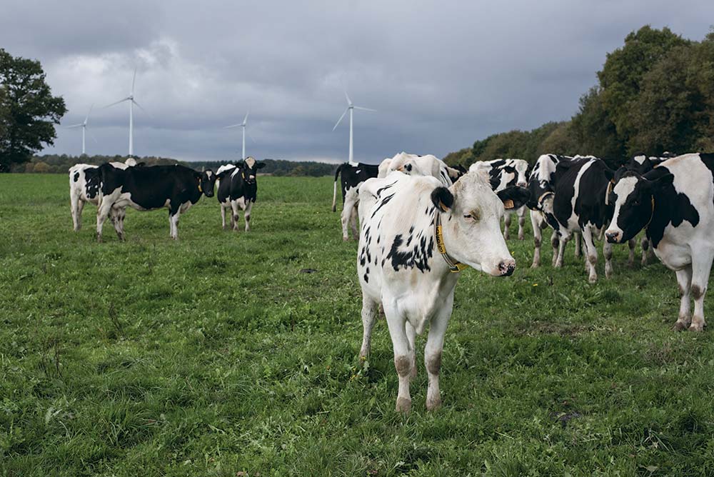 6349 - Illustration En quête d’une génétique adaptée au réchauffement climatique