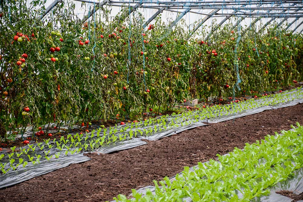 6500.hr - Illustration Le Gaec du Bio Légume en vitesse de croisière