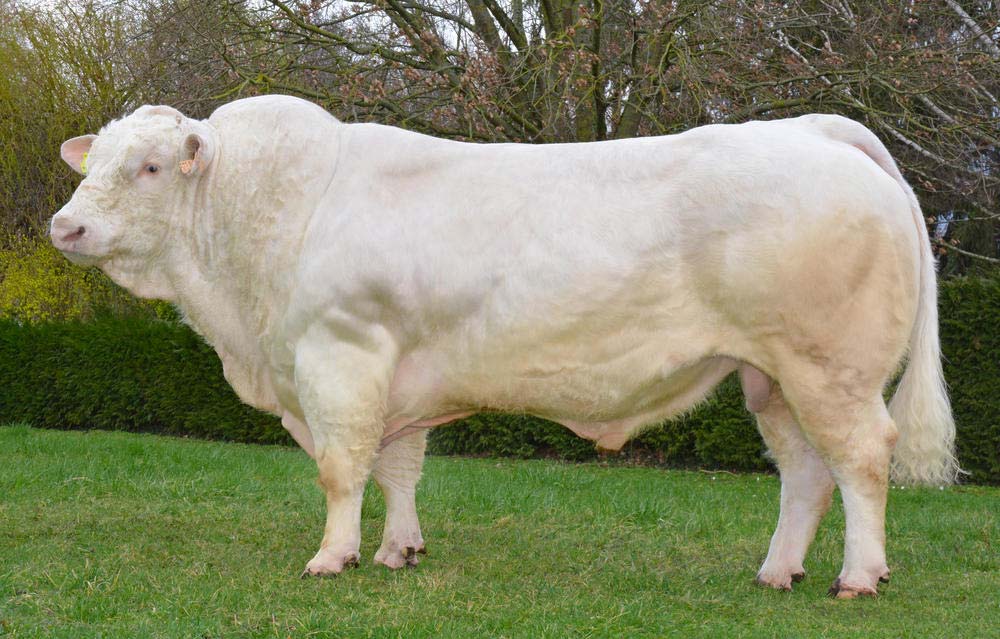 6575.hr - Illustration Du nouveau en taureaux Charolais