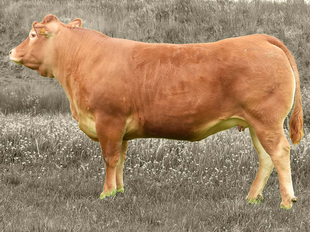 6624.hr - Illustration Limousine : Arrivée des fils de Caméos