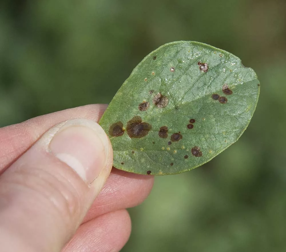 6653.hr - Illustration Feverole : Bien semer pour contrer le botrytis