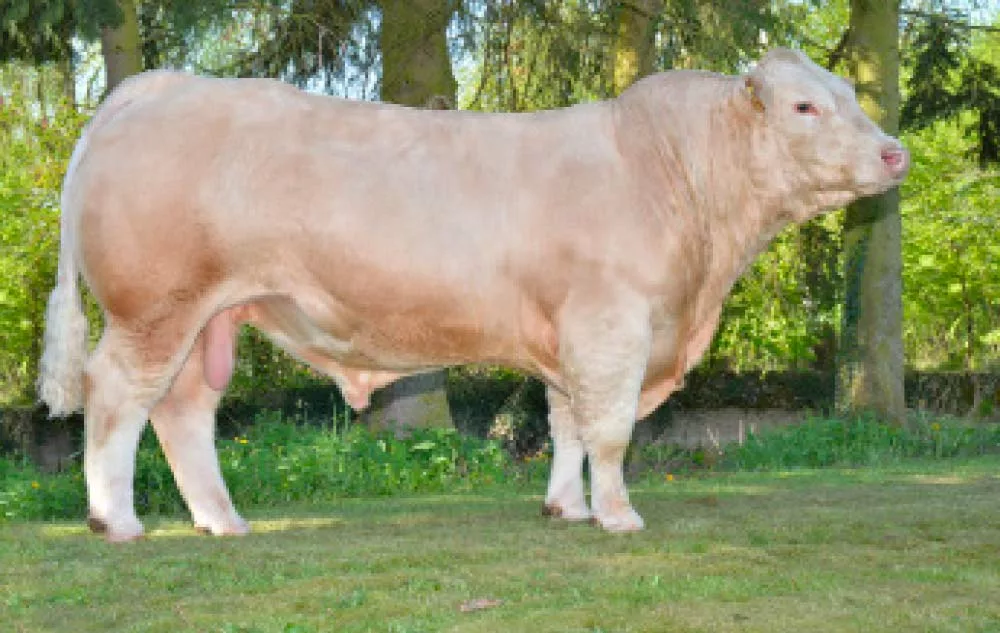 Charo - Illustration Charolais : La facilité de conduite privilégiée