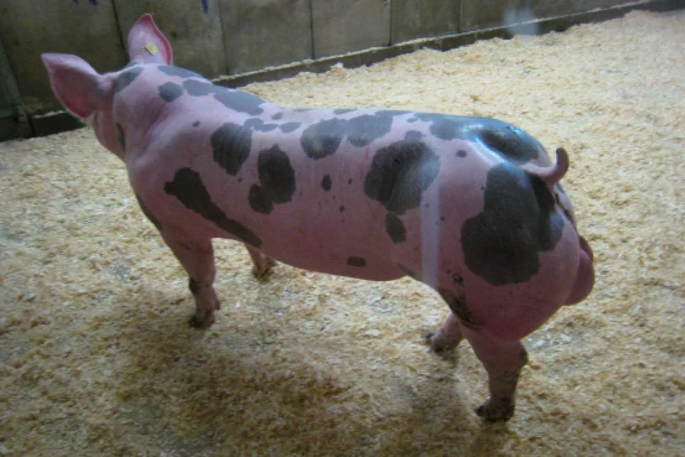Porc - Illustration Lucien Geffrelot sélectionne le Piétrain NN