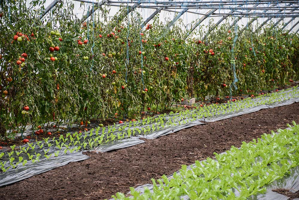 6500.hr - Illustration Le Gaec du Bio Légume en vitesse de croisière