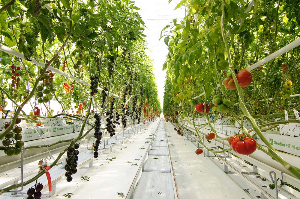 6749.hr - Illustration Tomato Vision : Produire les hybrides de demain