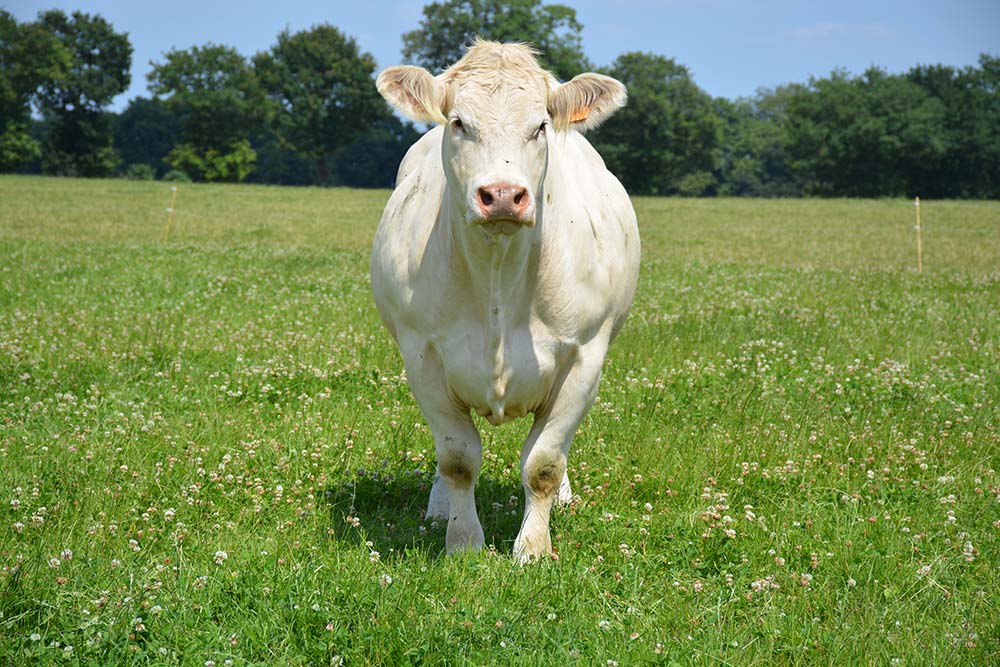 6808.hr - Illustration Le herd-book charolais prend un tournant