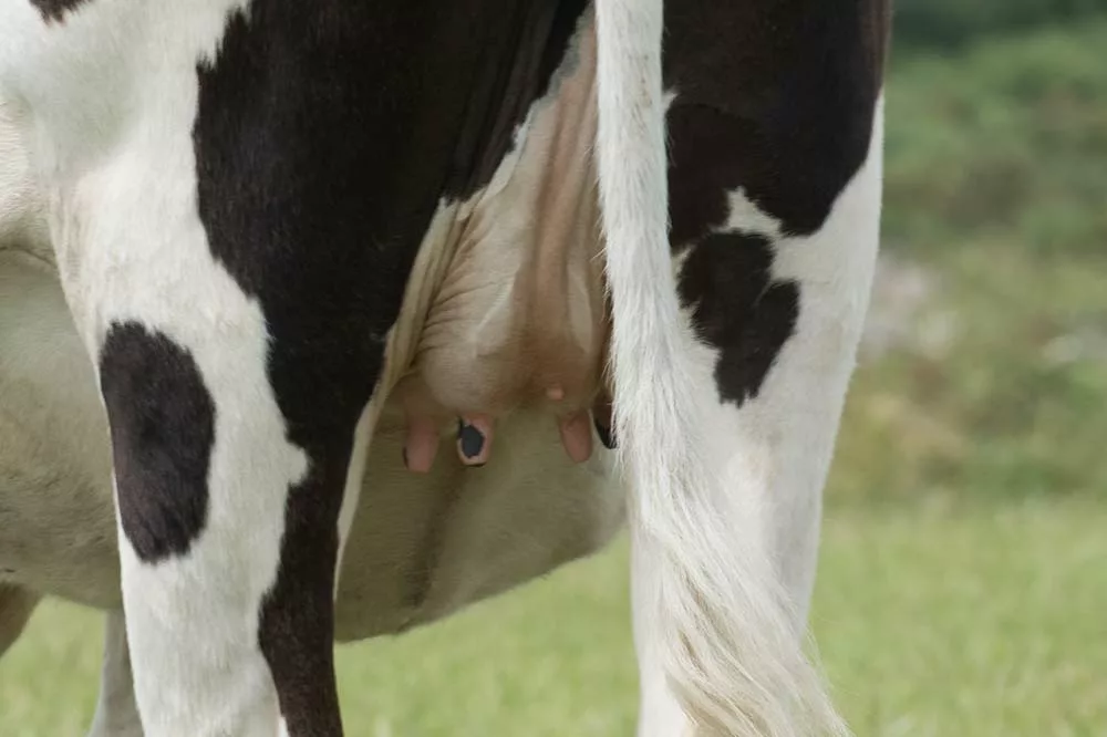 6847.hr - Illustration Vaches et génisses, des mammites aux causes différentes