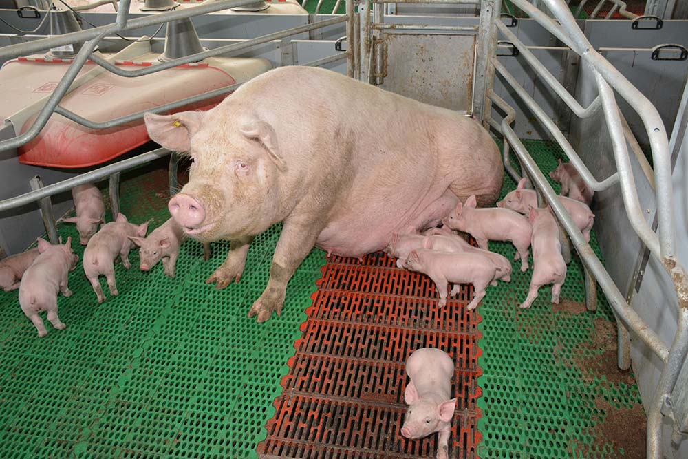 7030.hr - Illustration Les éleveurs plébiscitent les cases liberté