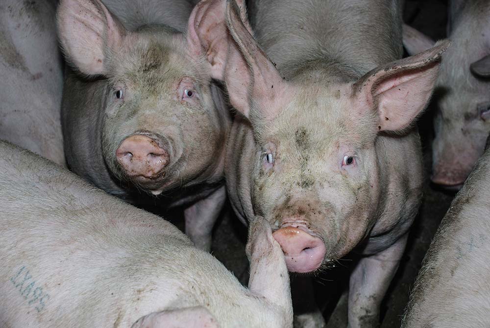 7046.hr - Illustration Porc : La situation se tend en Union européenne