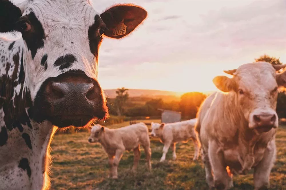 7216.hr - Illustration Nouveautés relatives à la comptabilité des activités agricoles