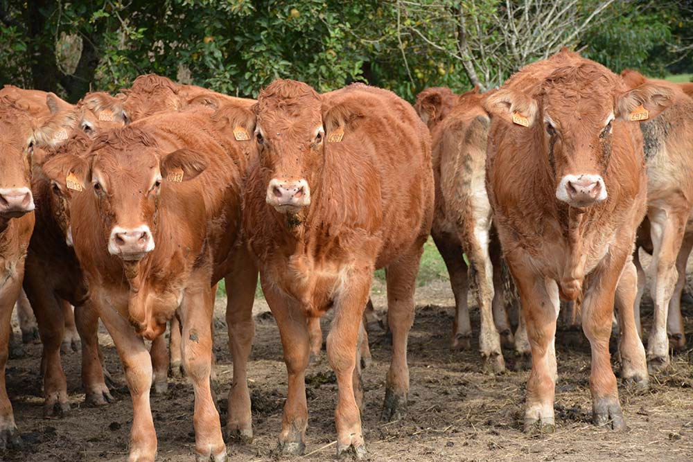 7255.hr - Illustration La Pologne conquiert le marché italien en bovins