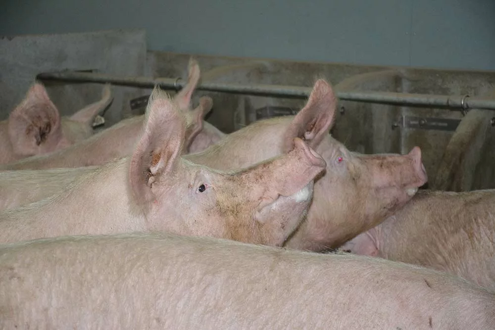 7258.hr - Illustration Le prix du porc touché par les virus