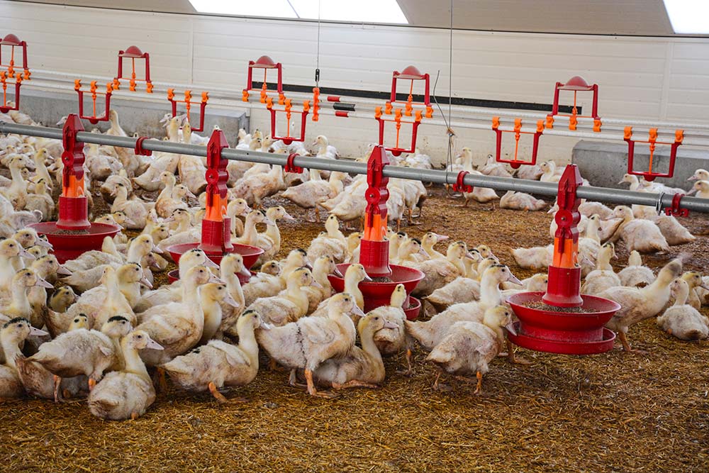 7343.hr - Illustration Influenza aviaire : deux mesures d’urgence demandées au gouvernement pour maintenir la filière