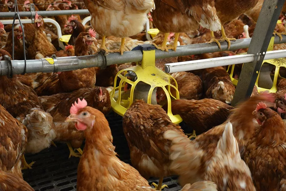 7538.hr - Illustration Pondeuses : La hausse du coût des matières premières complique la situation