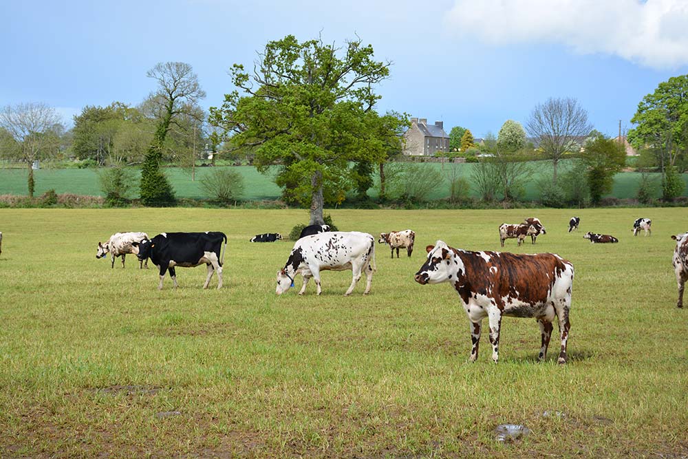 7652.hr - Illustration Viande bovine : Vers une baisse de production de 1% en 2021