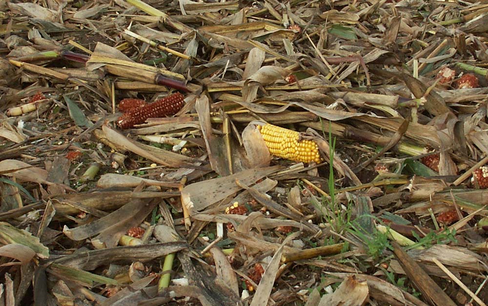 Dd7640.hr - Illustration « Le maïs est une plante écologique »