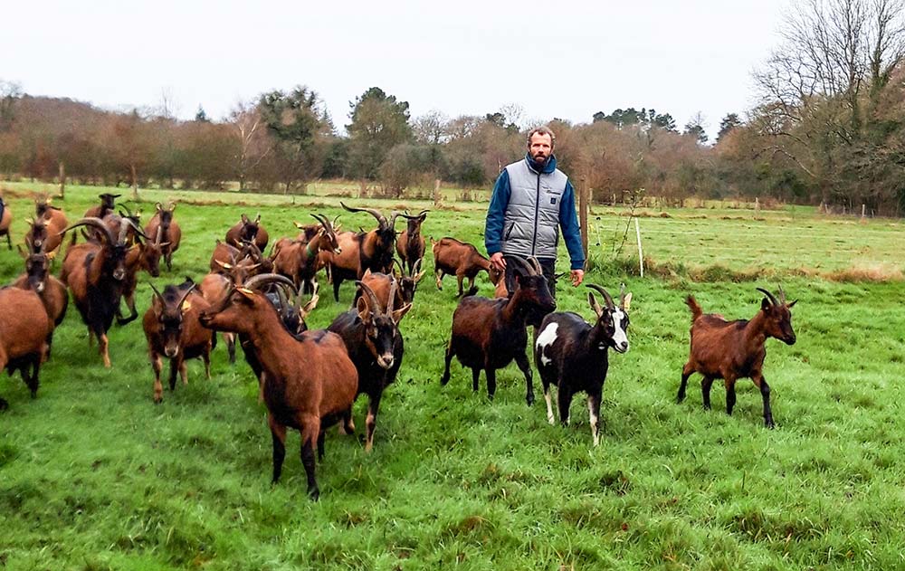 Dd7600.hr - Illustration Veaux, chèvres, pommiers sur la même ferme