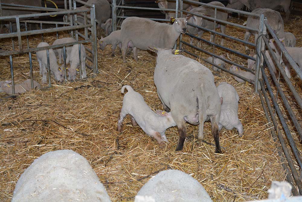 7724.hr - Illustration Ovin : Vigilance sur l&rsquo;alimentation au dernier mois de gestation 