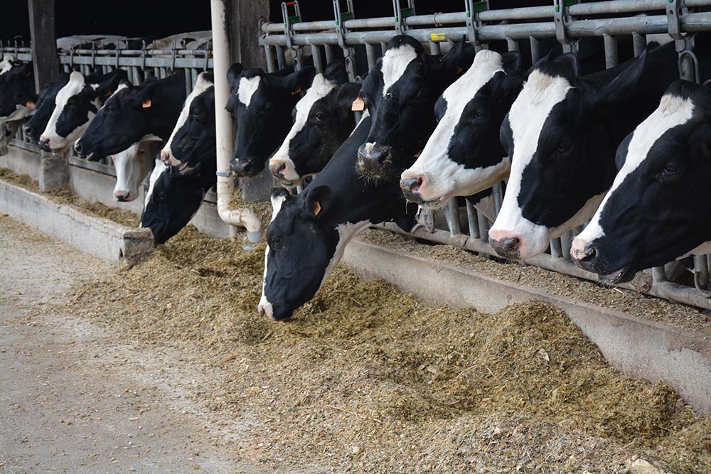 7749.hr - Illustration Une revalorisation nécessaire du prix du lait en 2021
