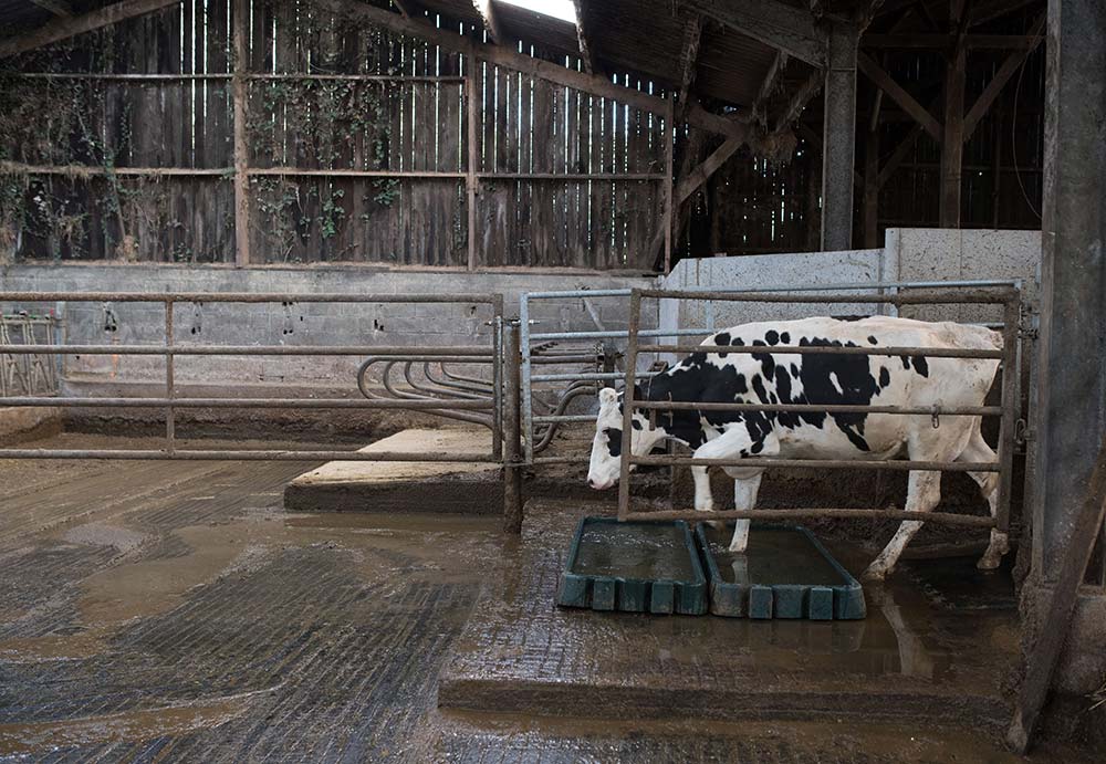 Dd7682.hr - Illustration Les vaches ont retrouvé de l’allant