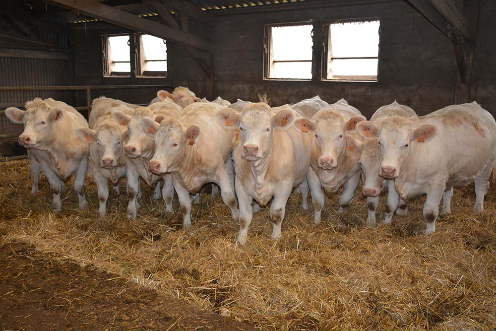 Dd7715.hr - Illustration Bovin viande : Nouveaux repères pour réduire l’âge au 1er vêlage