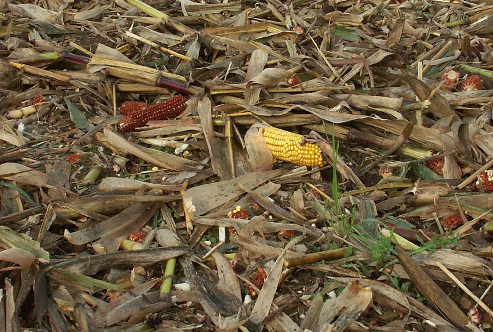 dd7815.hr - Illustration Des Cipan imposées après un maïs grain ?