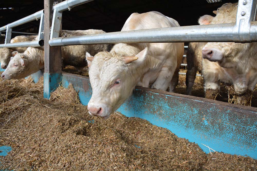 dd7874.hr - Illustration Un marché 2020 contrasté en viande bovine