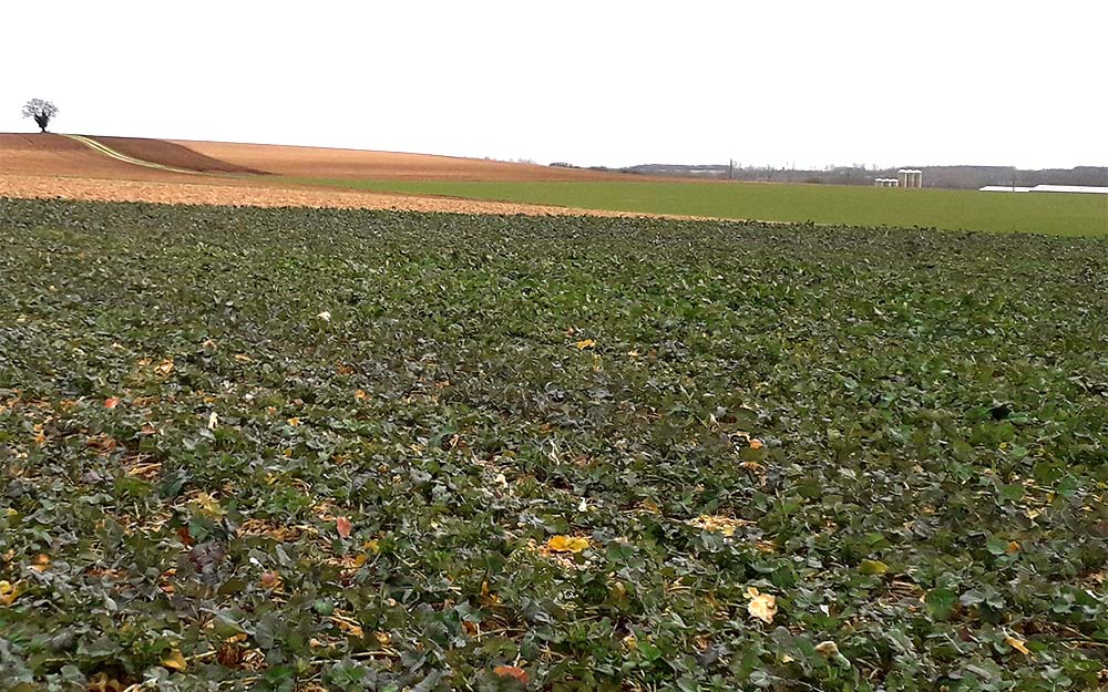 Dd7686.hr - Illustration Colza : Peu d&rsquo;évolution pour les larves d’altises