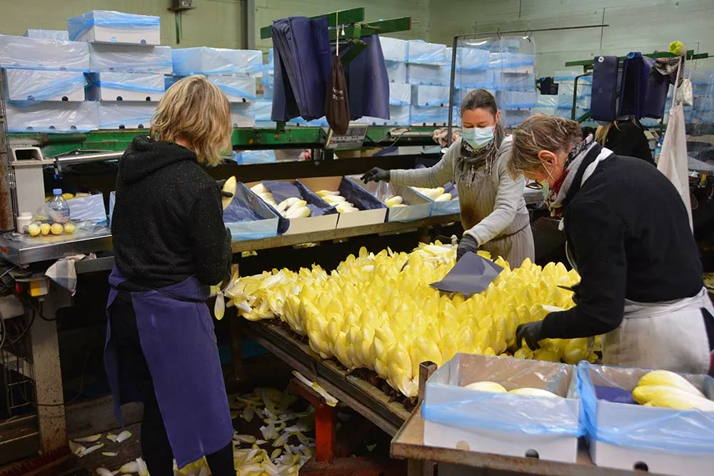 dd7872.hr - Illustration Ils font tout pour que vive l’endive