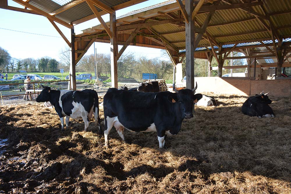 7947.hr - Illustration Tout le lait et les porcs valorisés en circuit-court