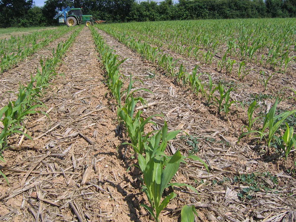 dd100623rlegere arvalis01 - Illustration Herbicides maïs : Pas de nouveautés, mais des restrictions