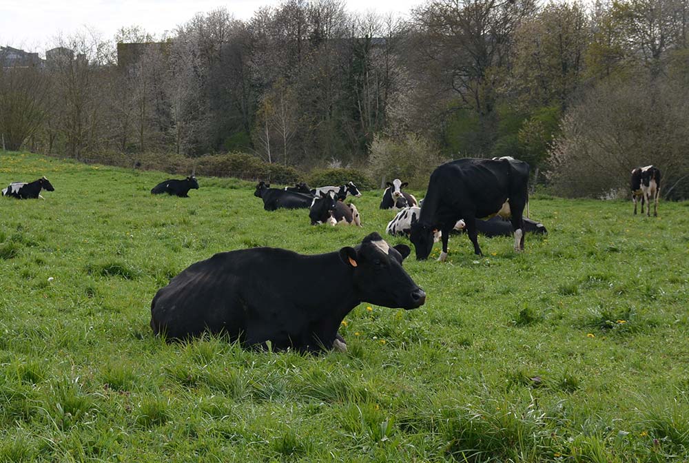 8347.hr - Illustration Les Maec reconduites sur le BV de la Seiche
