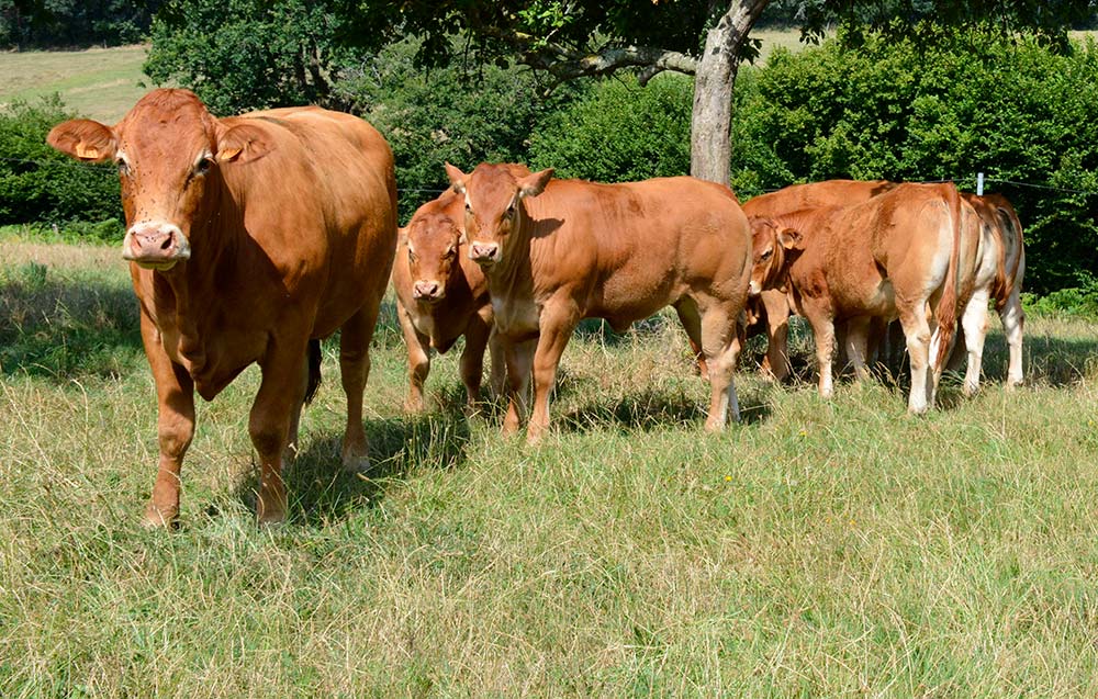 8402.hr - Illustration Le Congrès international limousin annulé