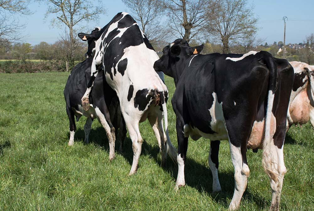 dd8174.hr - Illustration Parfois insoupçonnée, la fièvre Q dégrade les résultats du troupeau