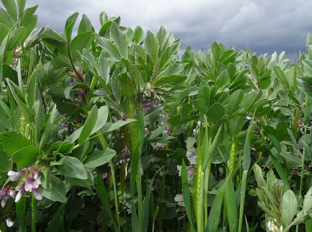 dd8184.hr - Illustration Des céréales utilisées comme plante compagne