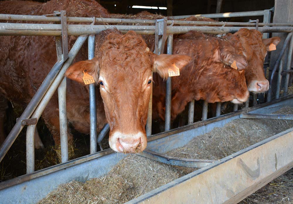 dd8188.hr - Illustration Stabilité du herd-book limousin en Bretagne