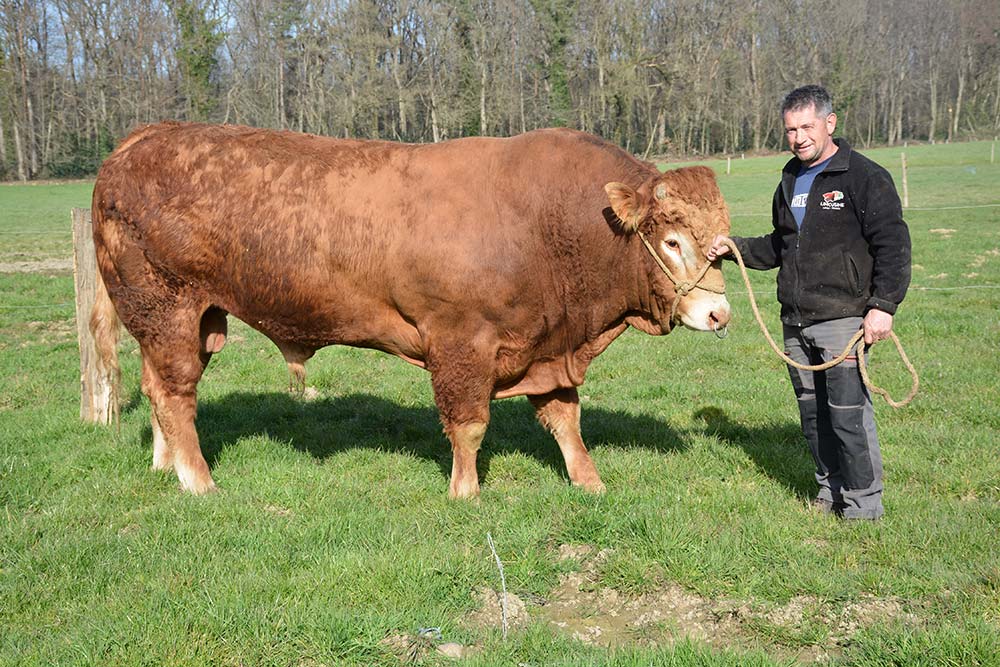 dd8197.hr - Illustration Vingt-trois reproducteurs en vente à Guerlesquin