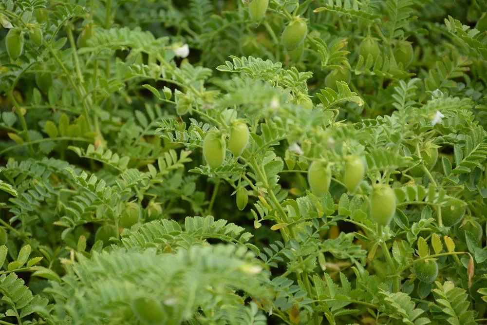 dd8242.hr - Illustration Légume : Une nouvelle gamme qui s’appuie sur le travail des agriculteurs