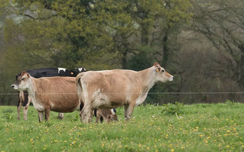 dd8269.hr - Illustration Des clés pour envisager la monotraite