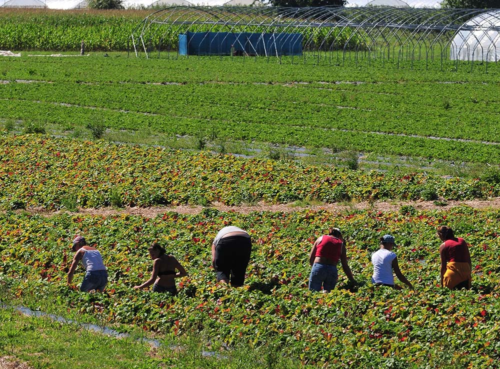 dd8322.hr - Illustration La MSA reconduit le report des cotisations