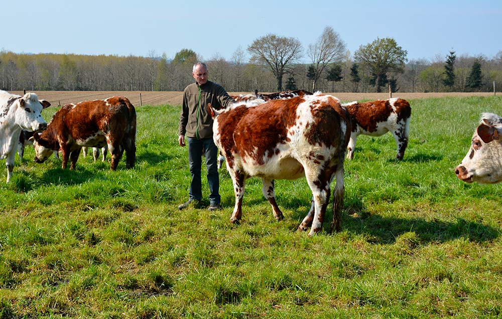 dd8401.hr - Illustration Des Normandes sélectionnées pour leur viande
