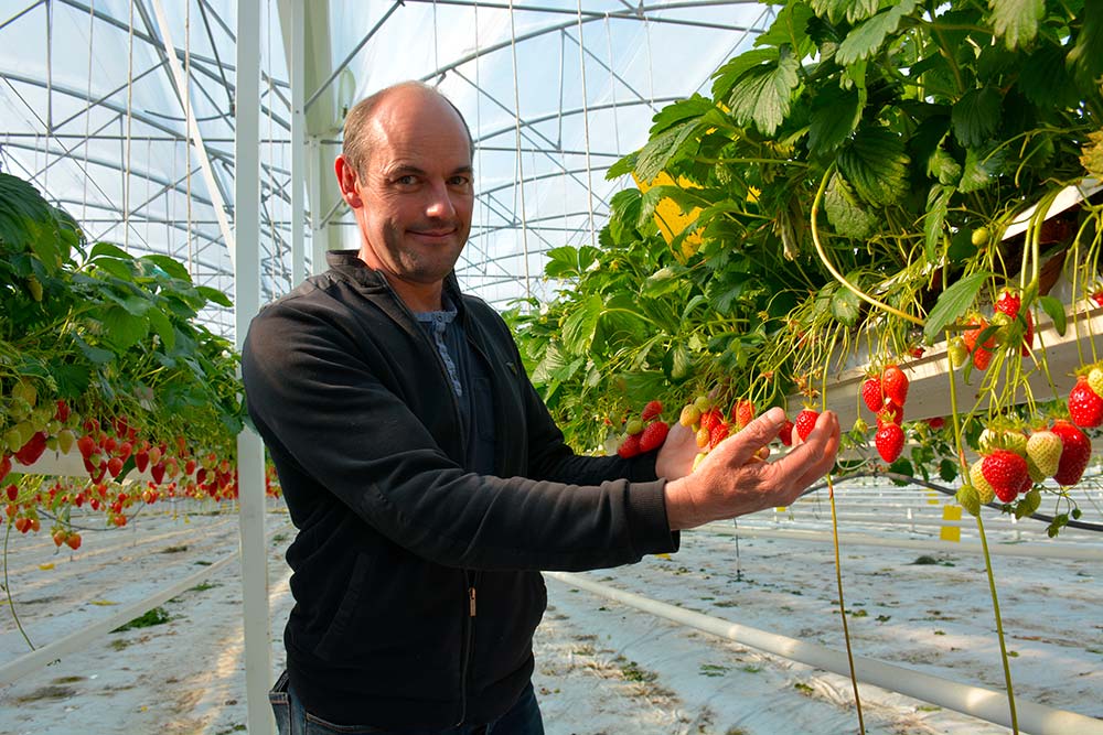 8498.hr - Illustration Une production de fraises de mars à octobre